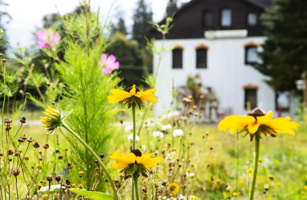 Pension Haus Fuerstenberg Beierfeld Dış mekan fotoğraf